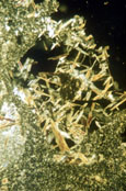 Alunite with pinacoidal habit