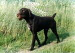 Our favorite hunting dog Frederick (Fredi) on his 4-th birthday, May 31, 2004