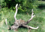 The death of the "Old Deer". Nature wood collage, May 2004