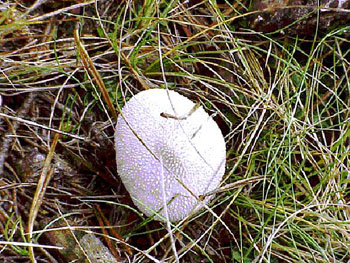 ���������� �������� Lycoperdon piriforme (Schaeff) 